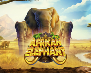 African Elephant