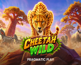 
                            Cheetah Wild